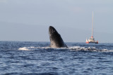 Maui 2010_03052010_284.jpg