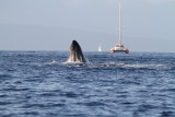 Maui 2010_03052010_293.jpg