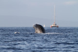 Maui 2010_03052010_302.jpg