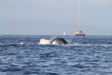Maui 2010_03052010_304.jpg