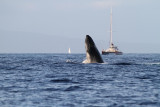 Maui 2010_03052010_328.jpg