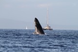 Maui 2010_03052010_331.jpg