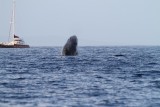 Maui 2010_03052010_349.jpg