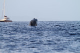 Maui 2010_03052010_350.jpg
