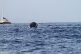 Maui 2010_03052010_351.jpg