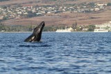 Maui 2010_03052010_358.jpg