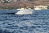 Maui 2010_03052010_366.jpg