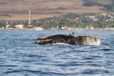 Maui 2010_03052010_382.jpg