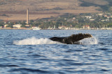 Maui 2010_03052010_383.jpg