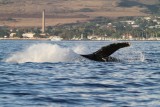 Maui 2010_03052010_384.jpg