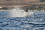 Maui 2010_03052010_390.jpg