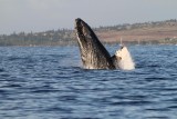 Maui 2010_03052010_393.jpg
