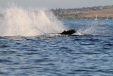 Maui 2010_03052010_406.jpg