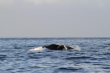 Maui 2010_03052010_412.jpg