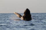 Maui 2010_03052010_418.jpg