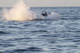 Maui 2010_03052010_422.jpg