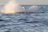 Maui 2010_03052010_423.jpg