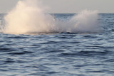 Maui 2010_03052010_424.jpg