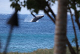 Whale breach while we were having lunch at Duke's