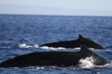Maui 2010_03062010_459.jpg