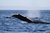 Maui 2010_03062010_461.jpg
