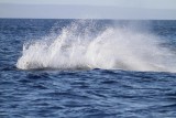 Maui 2010_03062010_464.jpg