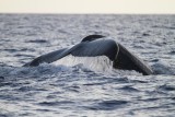 Maui 2010_03062010_466.jpg