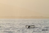 Maui 2010_03072010_477.jpg