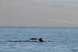 Maui 2010_03072010_479.jpg