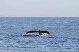 Maui 2010_03072010_482.jpg