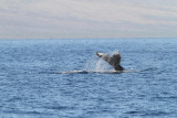 Maui 2010_03072010_488.jpg