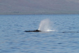 Maui 2010_03072010_495.jpg