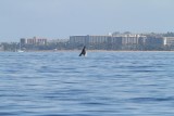 Maui 2010_03072010_522.jpg