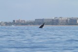 Maui 2010_03072010_527.jpg
