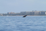 Maui 2010_03072010_529.jpg