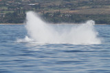 Maui 2010_03072010_552.jpg
