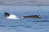 Maui 2010_03072010_555.jpg