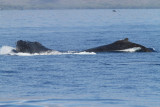 Maui 2010_03072010_556.jpg