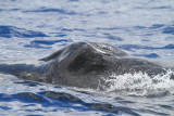 Maui 2010_03072010_567.jpg
