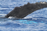 Maui 2010_03072010_572.jpg