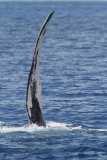Maui 2010_03072010_574.jpg