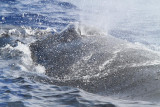 Maui 2010_03072010_576.jpg