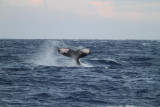 Maui 2010_03082010_590.jpg