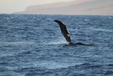 Maui 2010_03082010_591.jpg