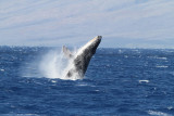 Maui 2010_03082010_602.jpg