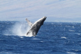 Maui 2010_03082010_603.jpg