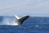Maui 2010_03082010_605.jpg