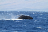 Maui 2010_03082010_608.jpg