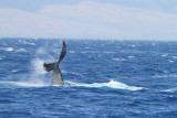 Maui 2010_03082010_614.jpg