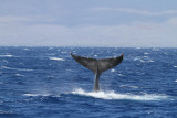 Maui 2010_03082010_617.jpg